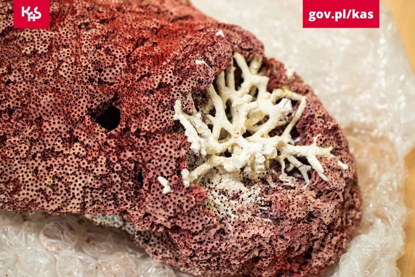 Fragmenty rafy koralowej i wyroby z rogów zwierzęcych chronione Konwencją Waszyngtońską w przesyłkach bez zezwolenia