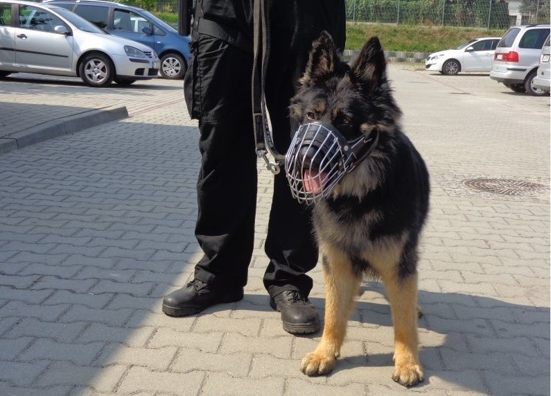 Rex będzie pomagał m.in. przy służbie patrolowej,...