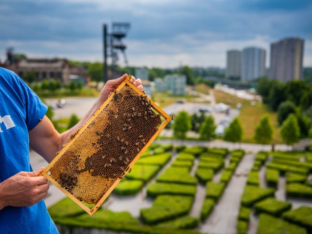 Miejska pasieka działa w Katowicach od 2019 roku. Wówczas były to cztery ule, a teraz jest ich już siedem