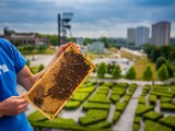Katowickie pszczoły wyprodukowały 120 kg miodu. Ich ule znajdują się na miejskich basenach i dachu NOSPR