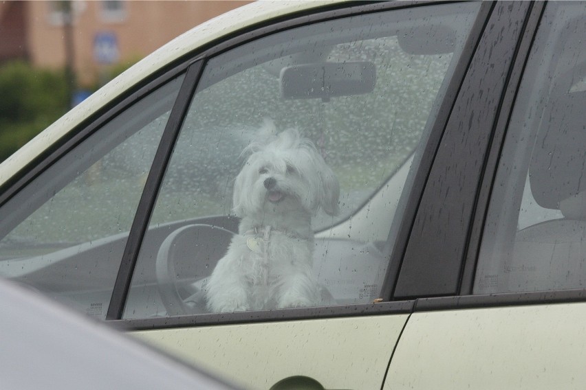 03.06.2014 legnica pies zamkniety w aucie auto psy ..gazeta...