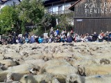 Ogromnym zainteresowaniem cieszył się w Szczawnicy jesienny Redyk. Na tym wydarzeniu były tłumy turystów