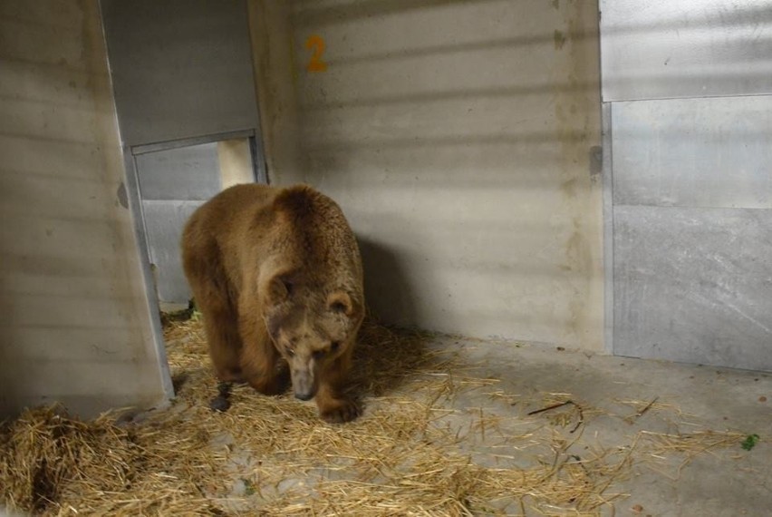 Niedźwiedź Baloo w poznańskim zoo