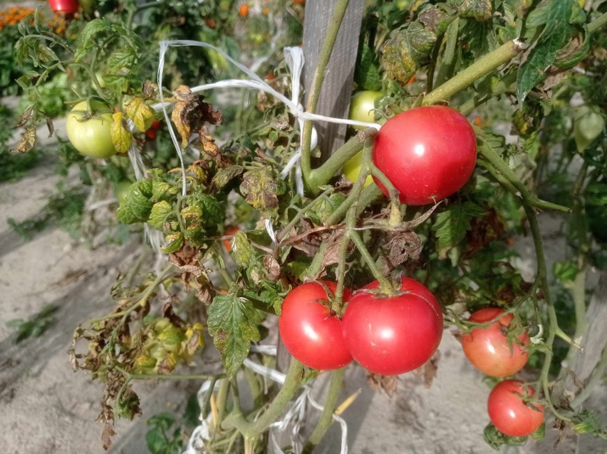 Rolnicze uprawy pomidorów zajmują w 2023 roku ponad 6,1 tys....