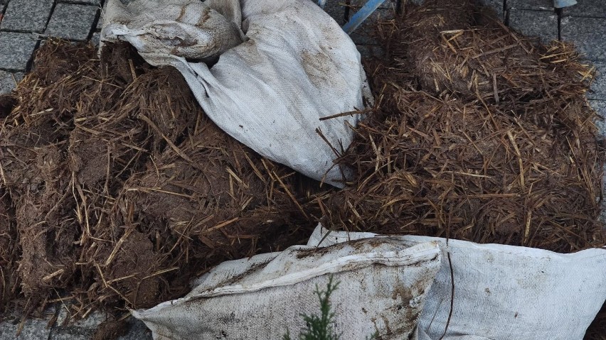 Protest rolników. Taczki pełne gnoju pod biurami poselskimi w Piotrkowie. "Kareta podjechała, czas wsiadać" ZDJĘCIA