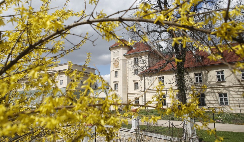 Piękna wiosna wokół zamku Potockich w Łańcucie [ZDJĘCIA, WIDEO]
