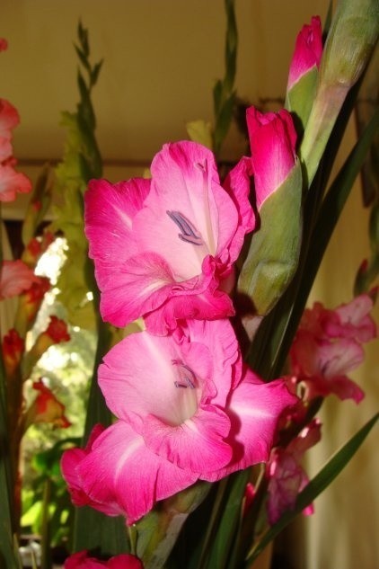 Gladiole doskonale nadają się na kwiat cięty - w wazonie...