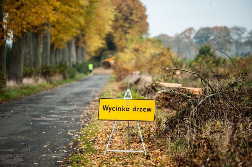 Zlecenie na wycinkę tych 325 lip złożył Powiatowy Zarząd...