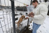 Młodzi przedsiębiorcy z Zabrza pomogli chorym zwierzętom w schronisku Fauna w Rudzie Śląskiej