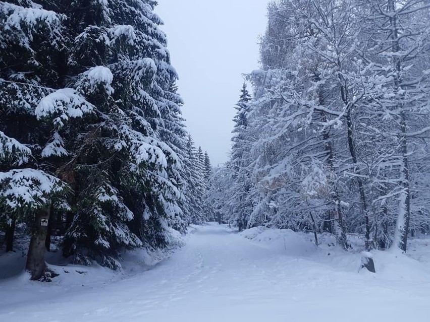 W weekend na trasach narciarskich w Jakuszycach powinny...