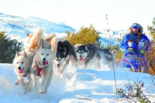 Wyścig Finnmarkslopet w 2009 roku. &#8211; Nie trenujemy psów wyczynowo. Trening i wyścig ma być przyjemnością do psów i maszera &#8211; uważa Dariusz Morsztyn.