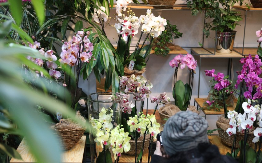 Wystawa storczyków w "botaniku" - wśród eksponatów niezwykle rzadkie i wymagające kwiaty, które nie są tanie 