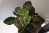 Filodendron „Birkin”. Roślina doniczkowa, której liście zmieniają kolor. Jakie ma wymagania i jak o nią zadbać? Poznaj tajniki uprawy