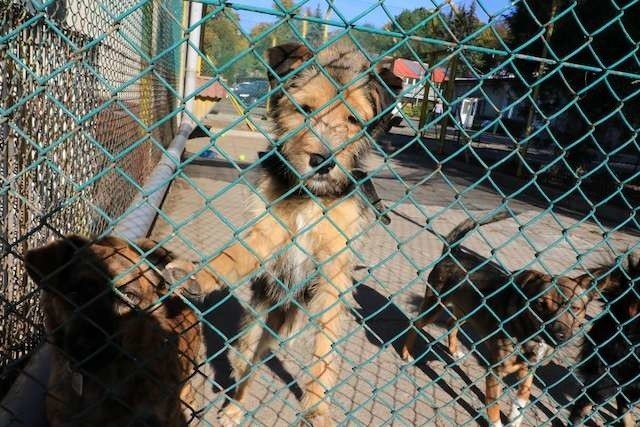 Koce i kołdry potrzebne są do wyściełania psich bud w schron isku na zimę. Słoma trafi na zwierzęce wybiegi 