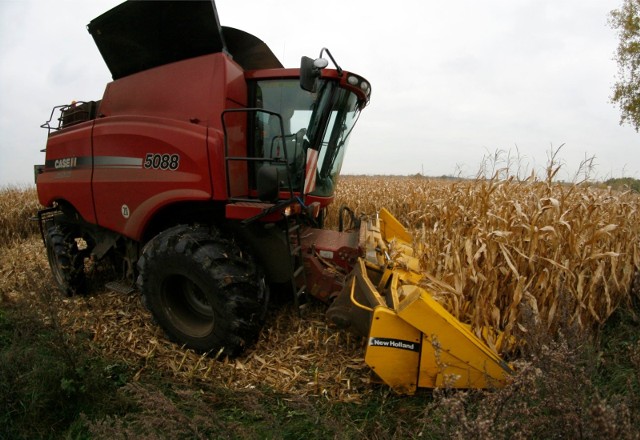 Producenci kukurydzy narzekają na niskie ceny w skupach