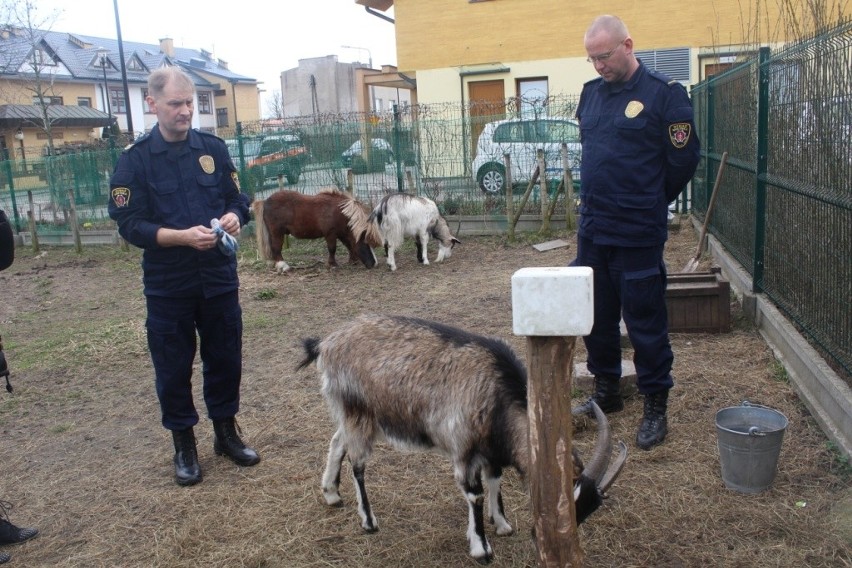 Gdyńska straż miejska opiekuje się zwierzętami w hospicjum