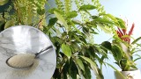 Żelatyna dla roślin – czy to dobry pomysł? Jest stosowana jako nawóz, ale czy działa? Żelatyna do ochrony przed mszycami