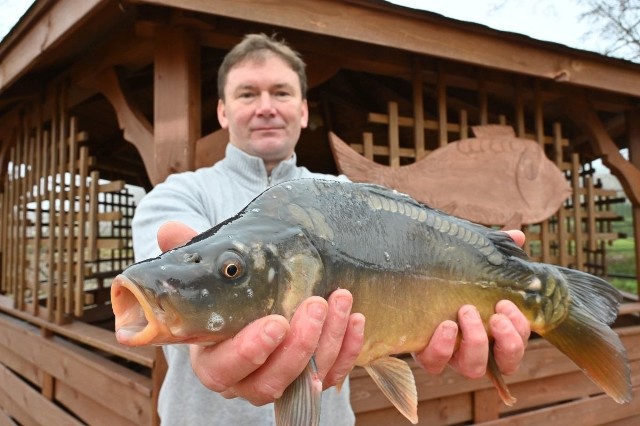 Hodowca ryb Grzegorz Wójcicki radzi kupować karpia w gospodarstwach rybackich, gdzie karmiony jest paszami naturalnymi.