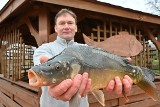 Karp na święta w Świętokrzyskiem. Po ile za kilo wigilijnej ryby, gdzie kupić żywego karpia? [sklepy, gospodarstwa rybackie]