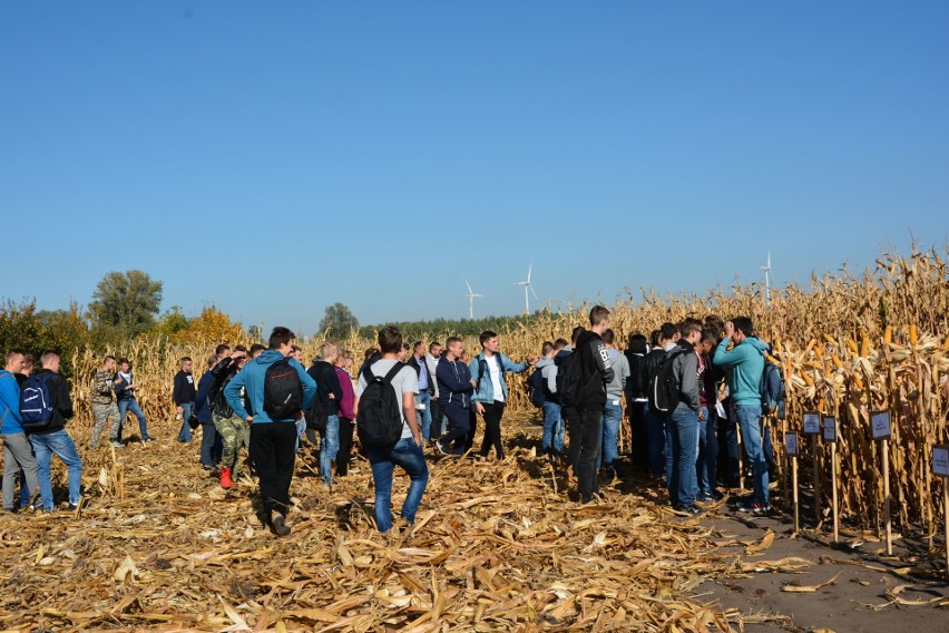 Uczniowie, rolnicy, naukowcy - spotkali się w Przemystce na Dniach Pola. Gwiazdą dnia była kukurydza