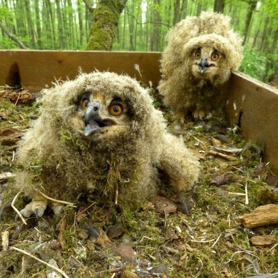 Bubo bubo w podlaskich lasach. W przygotowanym przez leśników gnieździe pojawiły się trzy małe puchacze (zdjęcia)