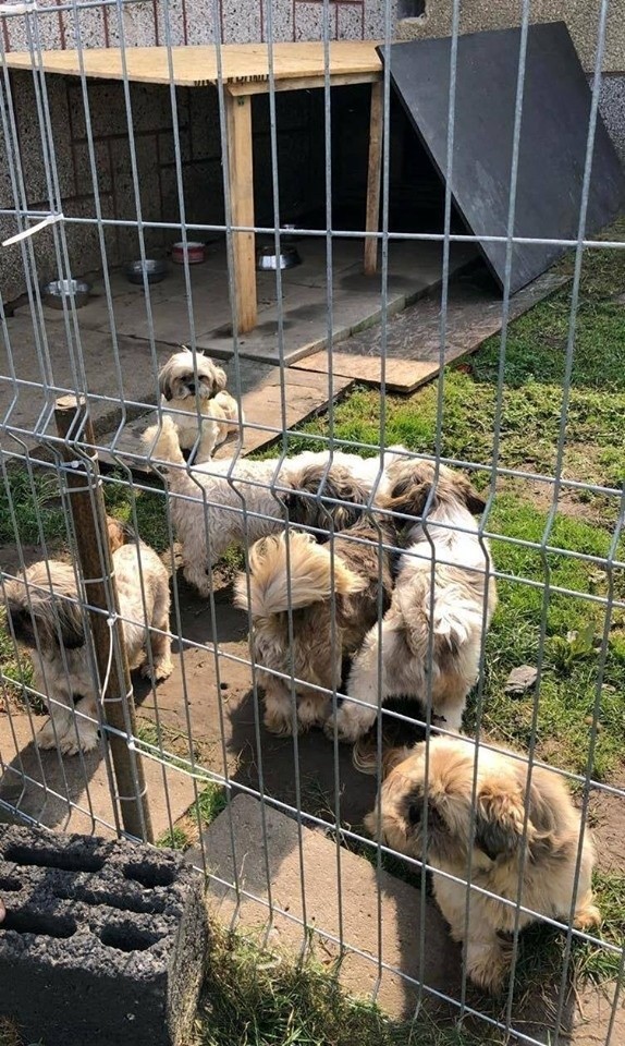 Działacze TOZ z Tarnowa odebrali hodowcy kilkadziesiąt psów. Były zaniedbane i schorowane [ZDJECIA] 