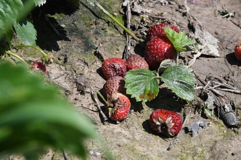 Sezon truskawkowy w świętokrzyskiej gminie Bieliny, która...