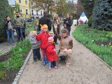 Wrocław: Majówka Tumska w ogrodzie botanicznym (ZDJĘCIA)