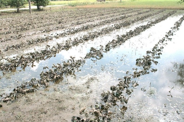 Zalana podczas czerwcowej powodzi plantacja truskawek w Woli Pawłowskiej w gminie Solec nad Wisłą.