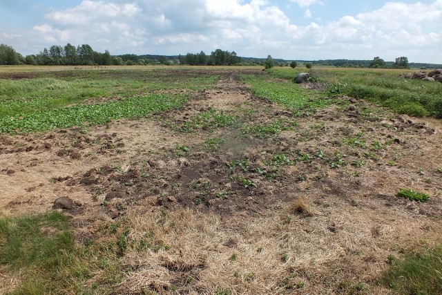 Przy takich afrykańskich temperaturach prawdopodobnie wszystko wyschnie - pisze Czytelnik