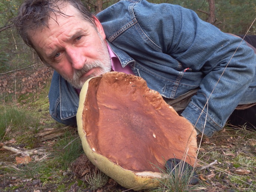 Prawdziwek waży 1,15 kg. Sam kapelusz ma 28 centymetrów. - W...