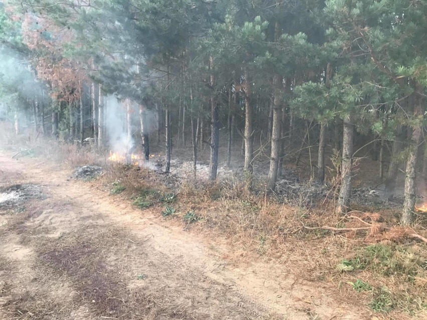 Knyszyn. Pożar lasu przy dawnym wysypisku śmieci (zdjęcia)