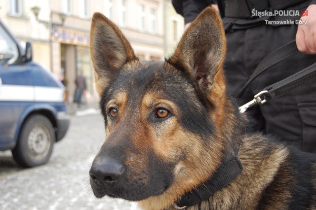 W tarnogórskiej komendzie odbyło się szkolenie psów służbowych