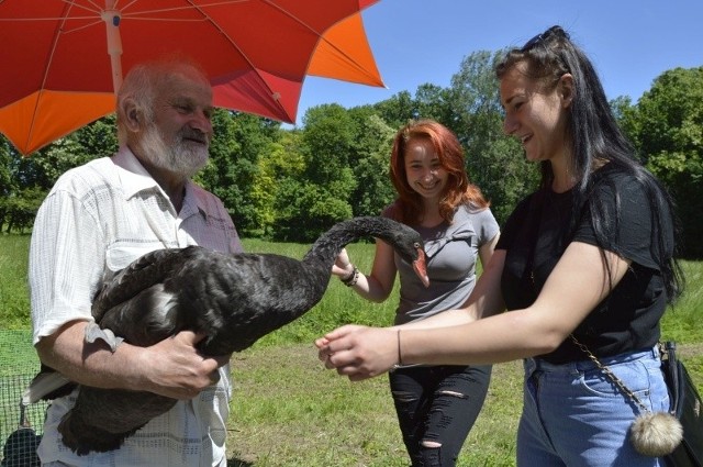 Tadeusz Ptak, hodowca ptaków ze Złotej zaprezentował w Chrobrzu niezwykle rzadki okaz - czarnego łabędzia.