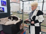 Kot z przystanku w Szczecinku nie gorszy od Gacka ze Szczecina [ZDJĘCIA]