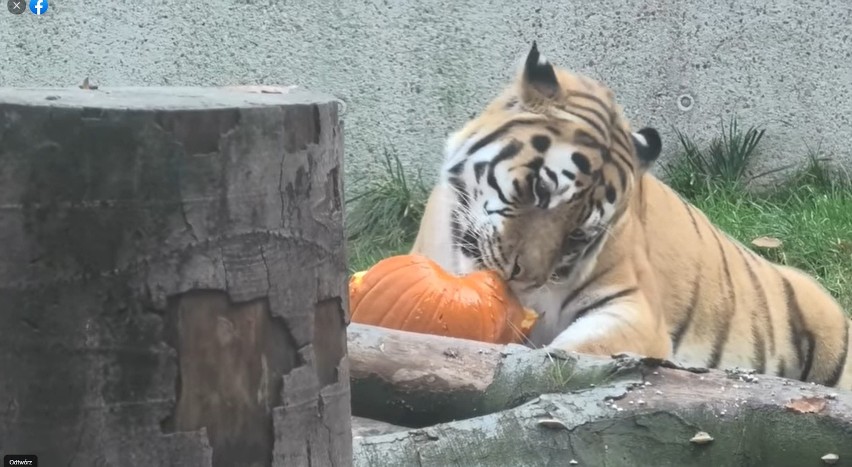 Kraków. Zoo szykuje się na Halloween. Dojechały dynie dla zwierząt