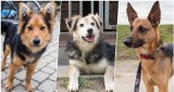Psy do adopcji ze schroniska w Orzechowcach pod Przemyślem [ZDJĘCIA, WIDEO]