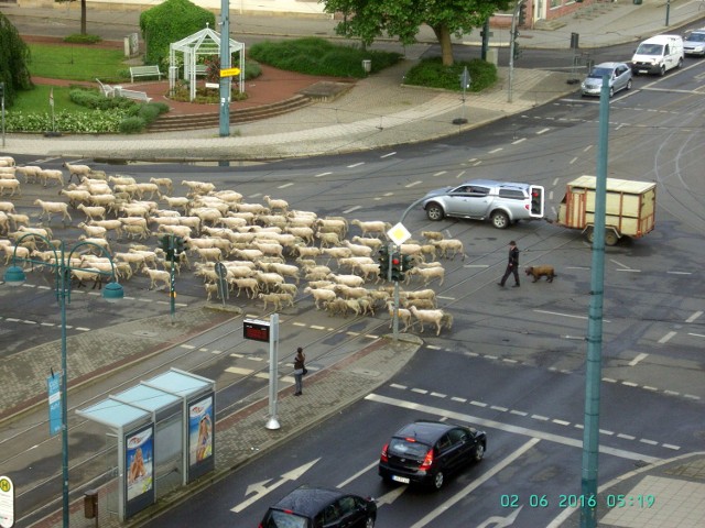 Ogromne stado owiec w centrum Frankfurtu nad Odrą 