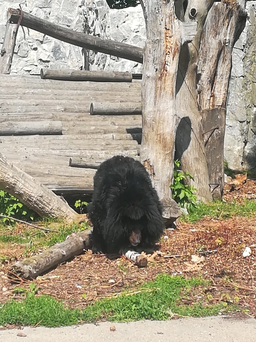 W sobotę za darmo do zoo. Sprawdź kto może skorzystać.