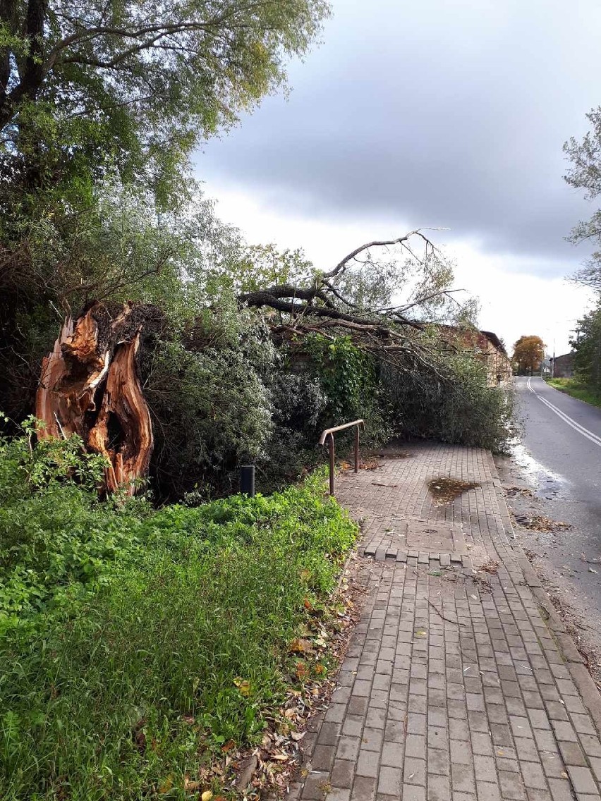 Powalone drzewo w miejscowości Pieńkowo(gmina Postomino)