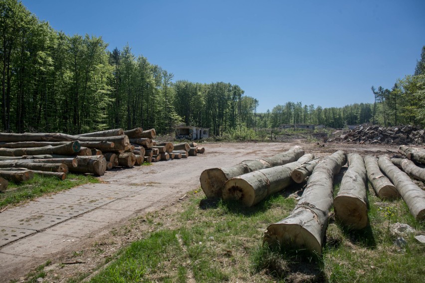 Cztery hektary lasu na Grabówku zostało wycięte prawdopodobnie zgodnie z prawem [ZDJĘCIA]