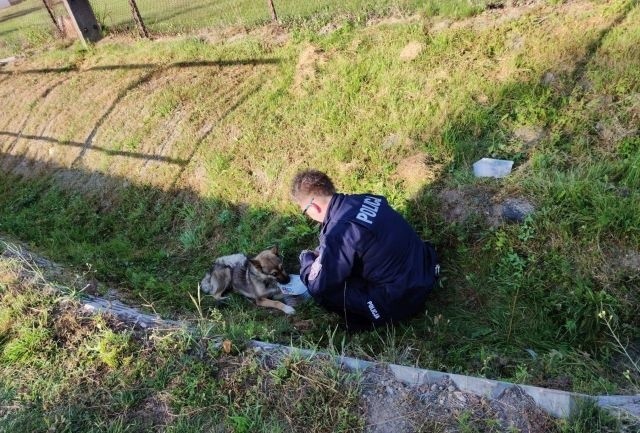 Śliczna suczka czeka na nowy dom. Uratowali ja policjanci z Warki. Nowym właścielom zapewniają darmowe szkolenia psa w Sułkowicach