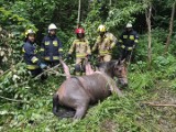 Strażacy ratowali konia, który ugrzązł w bagnie w lesie w miejscowości Skurowa