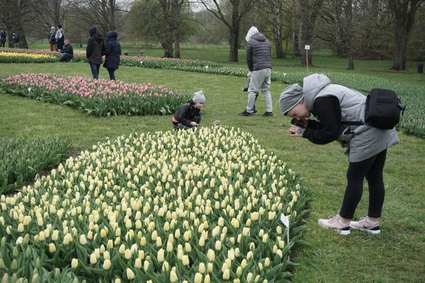 W ogrodzie botanicznym w Łodzi kwitną tulipany.