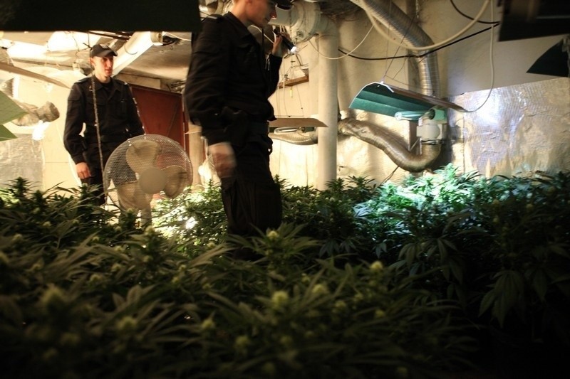 Luboń: Nowe fakty ws. plantacji marihuany
