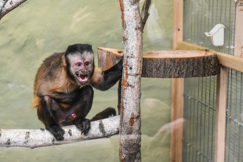 Małpka kapucynka zamieszkała w Starym Zoo