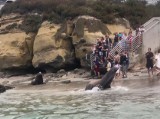 Szokujące sceny na plaży. Lwy morskie przegoniły wypoczywających ludzi. Wideo robi wrażenie