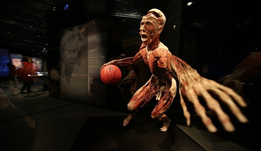 Wystawa ludzkich ciał Body Worlds w Katowicach od 10 lutego