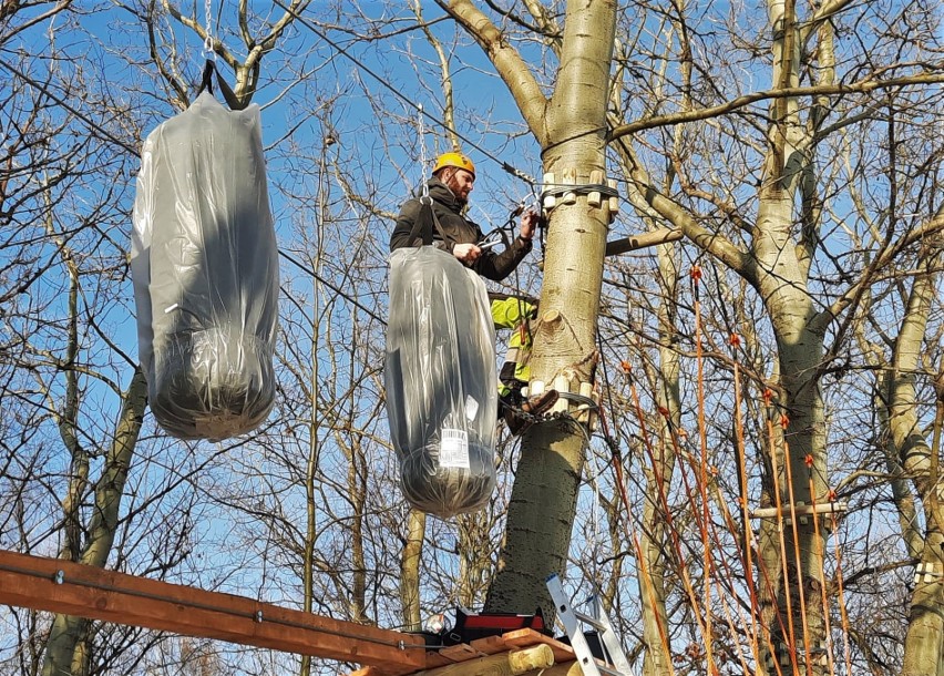 Park linowy nową atrakcją nad Jeziorem Tarnobrzeskim. Otwarcie już w tym sezonie (ZDJĘCIA)