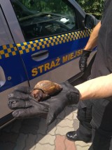 Straż Miejska w Ostrowcu poszukuje właściciela... ślimaka